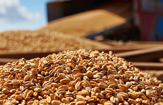 Your Partner for Bulk Wheat Needs
