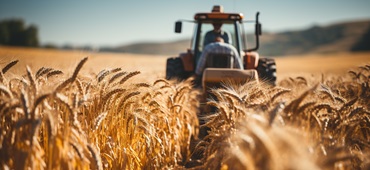 Farm worker harvesting wheat in the golden sunset generated by AI