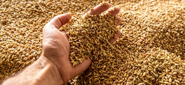 A human hand holds a handful of grain on a wheat background